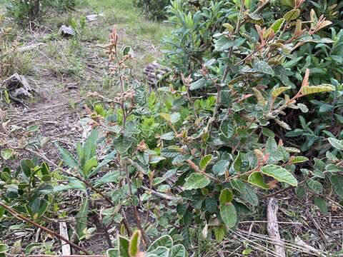 Image of Pomaderris paniculosa subsp. paralia N. G. Walsh