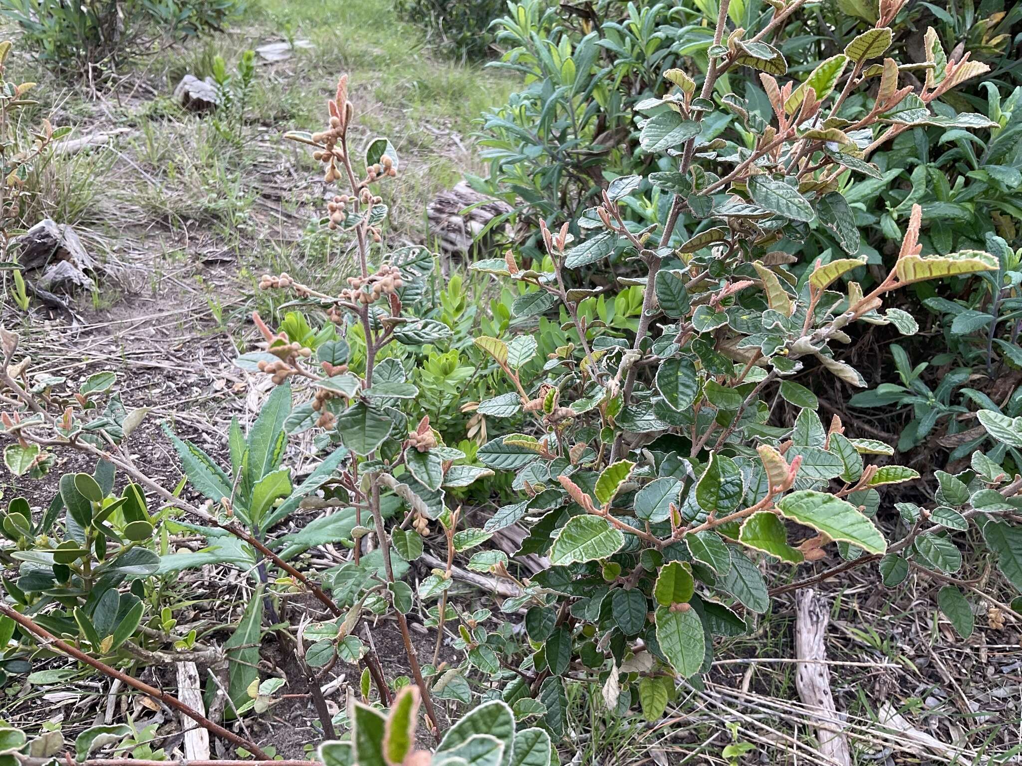 Plancia ëd Pomaderris paniculosa subsp. paralia N. G. Walsh