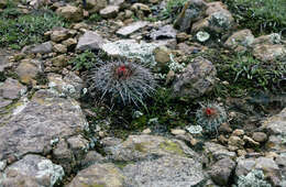 Image of Parodia tuberculata Cárdenas