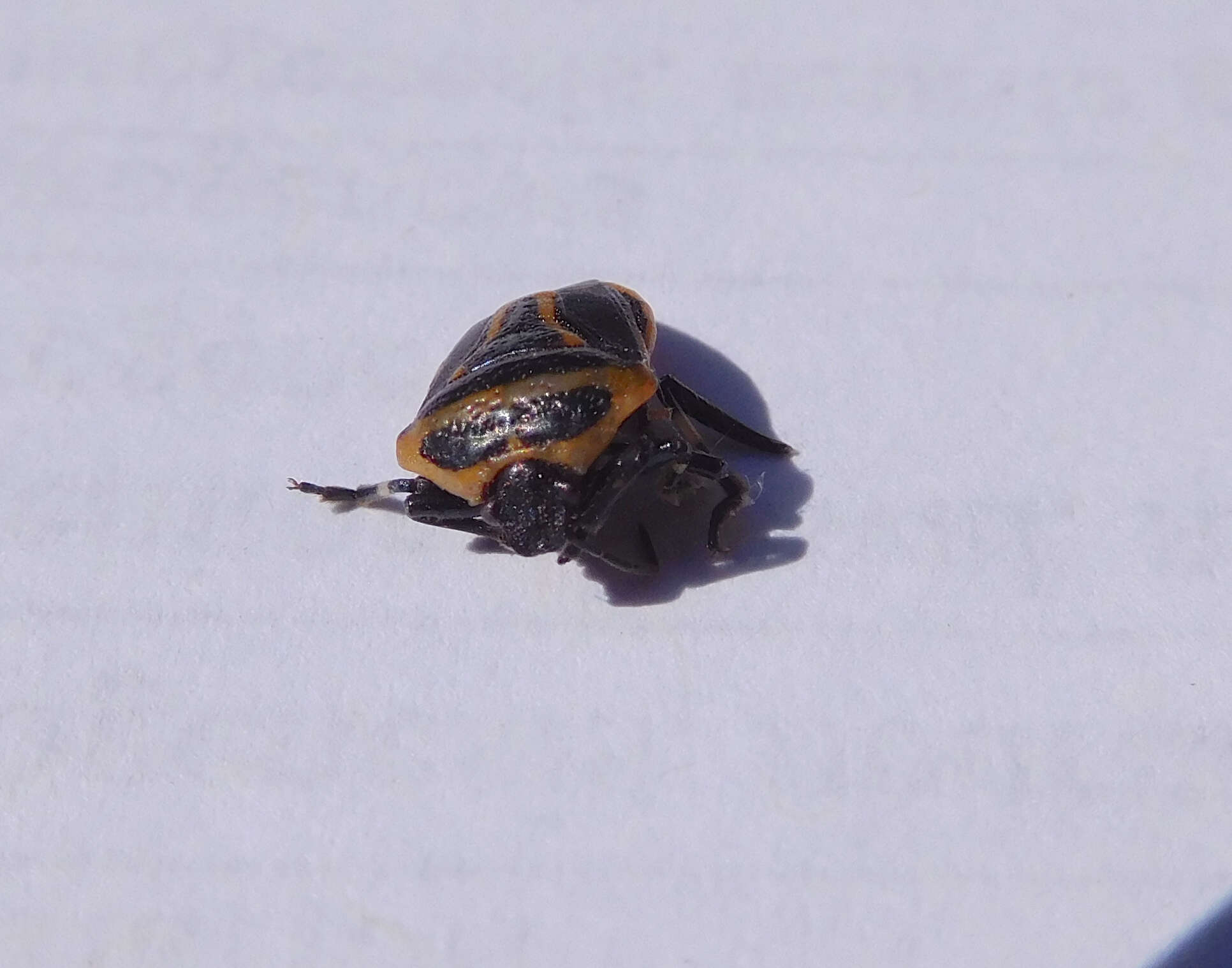 Image of Two-spotted Stink Bug