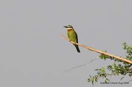 Image of Blue-cheeked Bee-eater