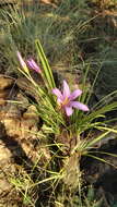 Image of Black-stick lily