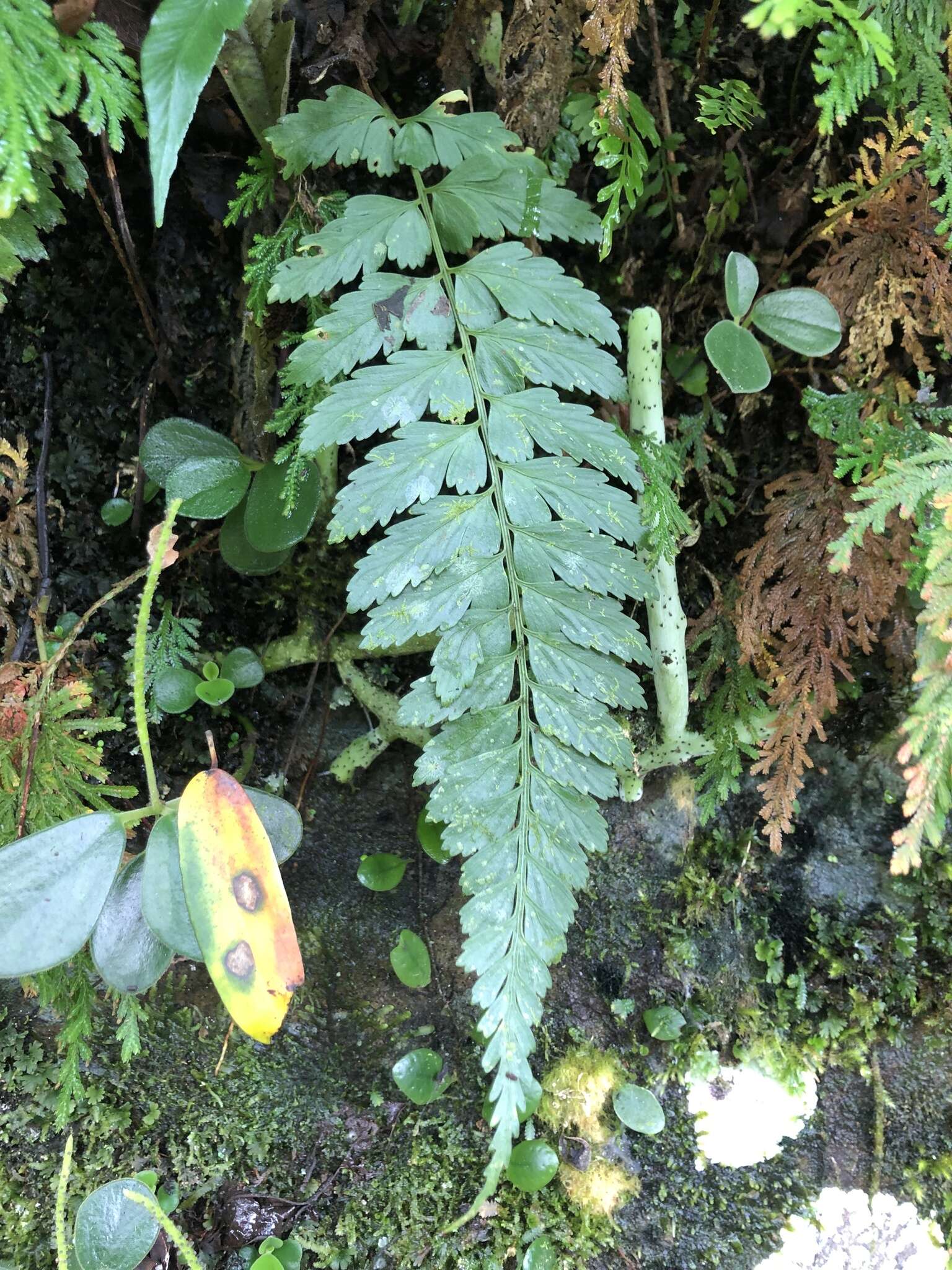 Image of Asplenium cuneatiforme Christ