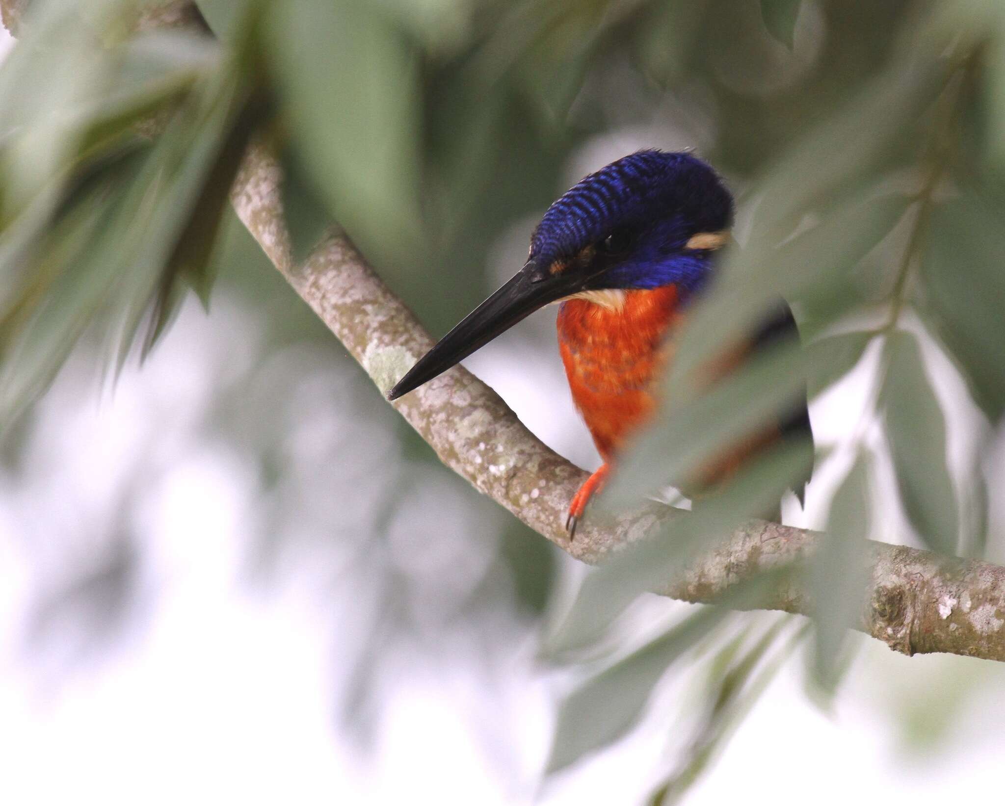 Image of Shining-blue Kingfisher