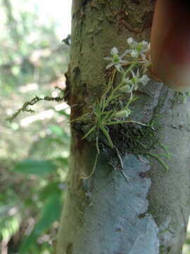 Image of Phymatidium hysteranthum Barb. Rodr.