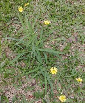 Image of Ixeris chinensis (Thunb.) Kitag.