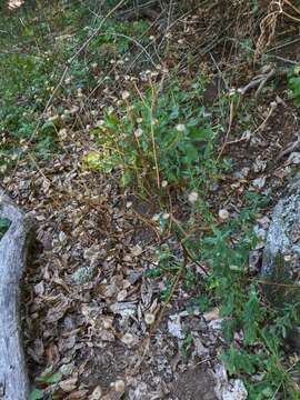 Image of Tanacetum partheniifolium (Willd.) Sch. Bip.