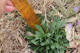 Image of Algerian sea lavender