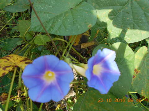 Image of Ipomoea parasitica (Kunth) G. Don