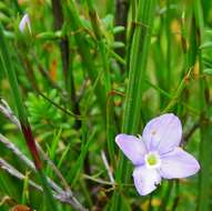 Image of Veronica subtilis B. G. Briggs & Ehrend.