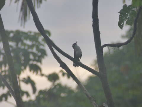 Image of Bicolored Wren