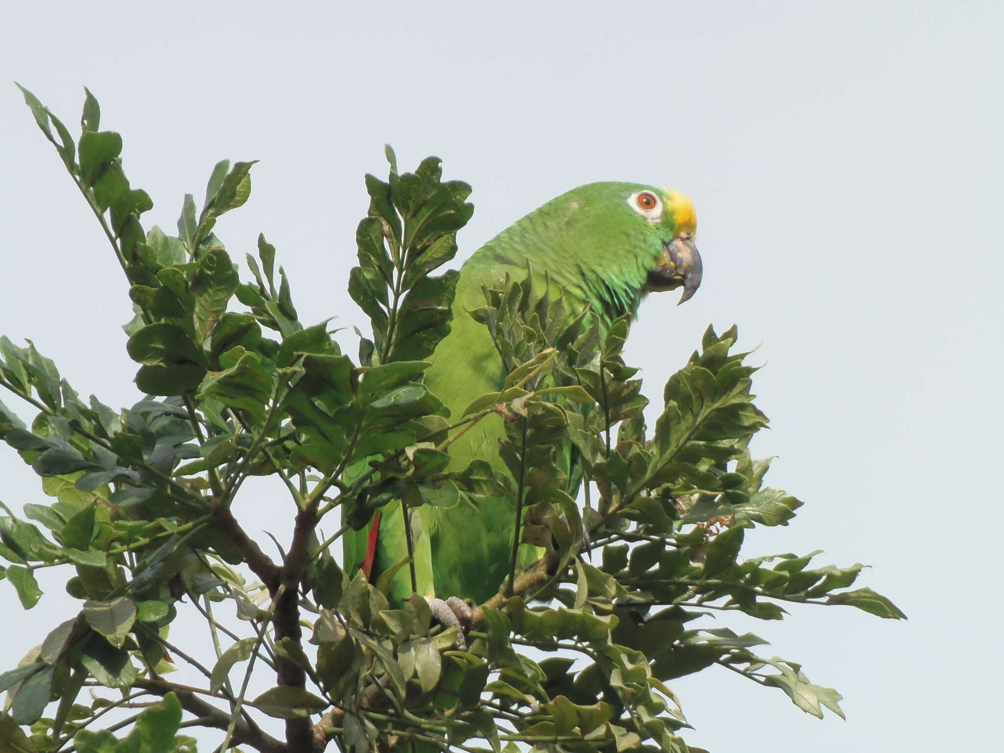 Image of Yellow-crowned Parrot, Yellow-crowned Amazon