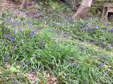 Image of Common Bluebell