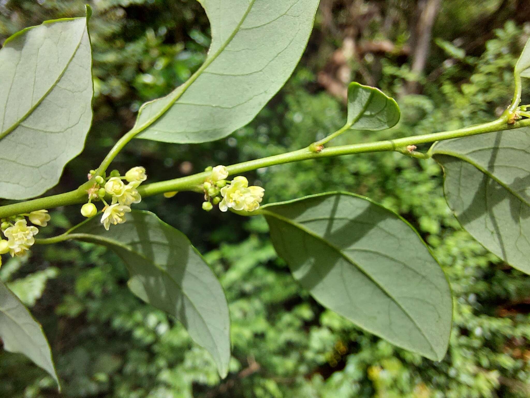 Image of Pseudophyllanthus