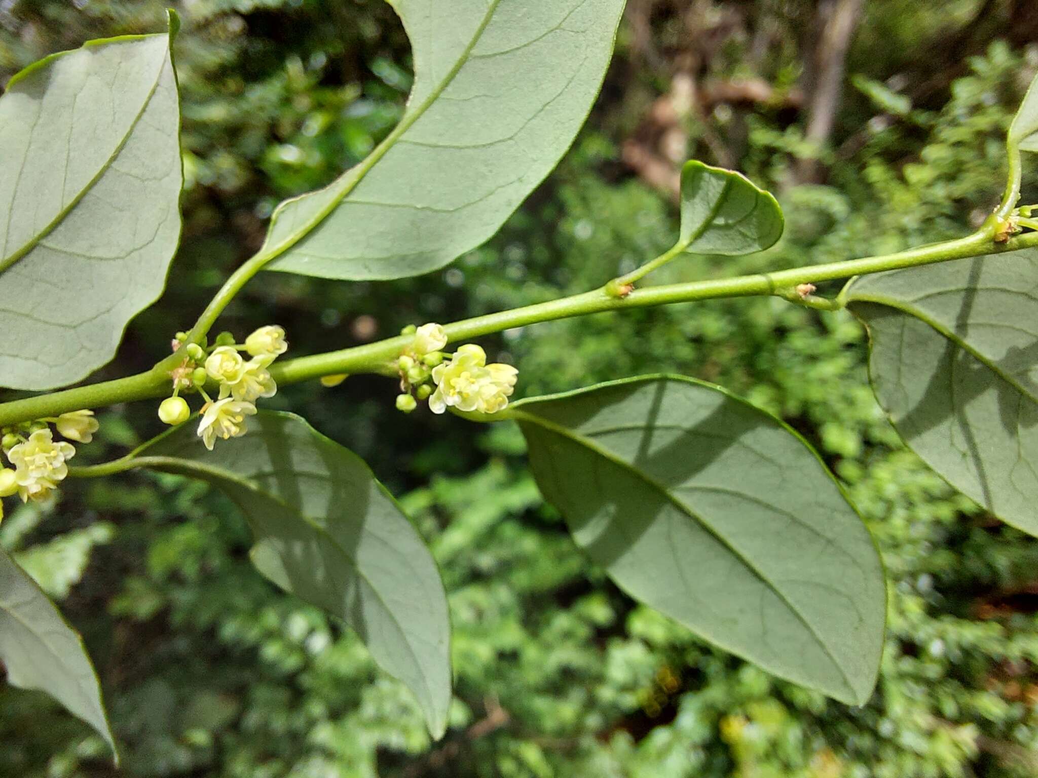 Слика од Pseudophyllanthus