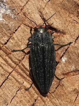 Image of Buprestis lyrata Casey 1909