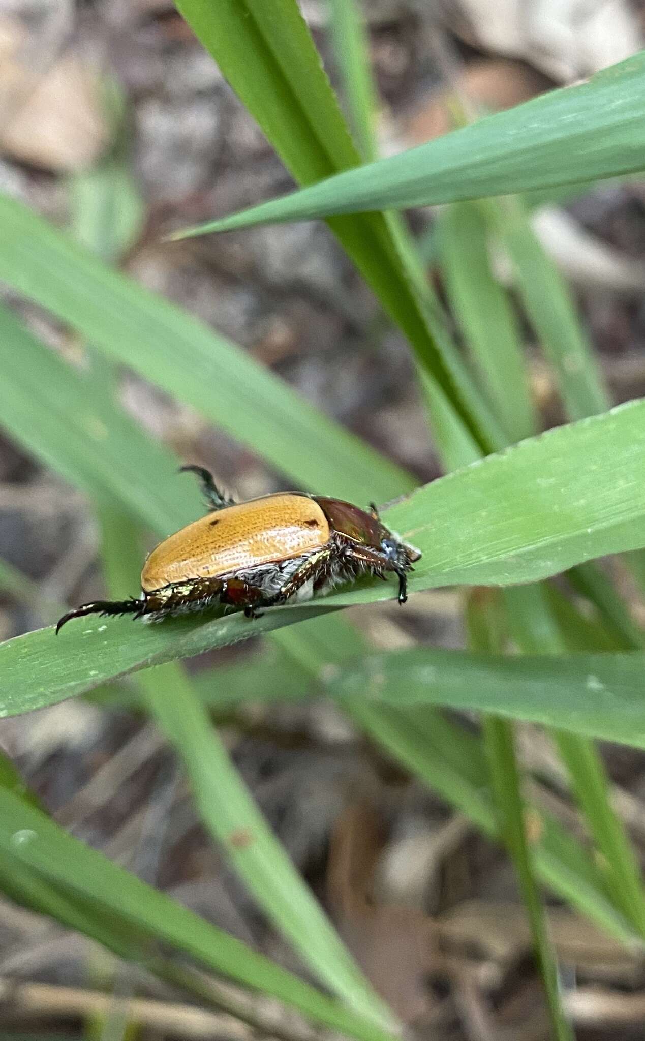 Image of Anoplognathus brunnipennis (Gyllenhal 1817)