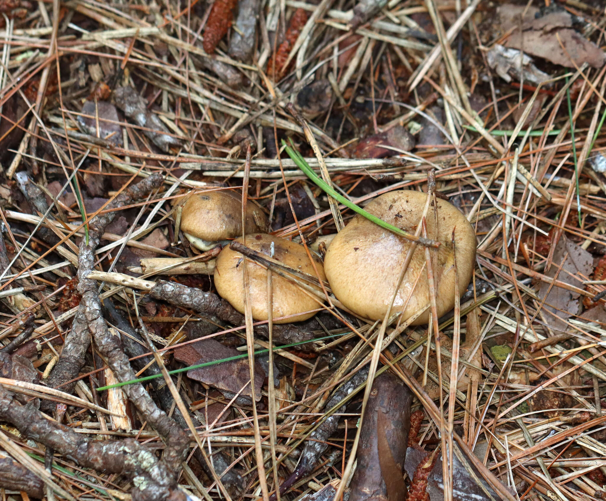 Image de Suillus salmonicolor (Frost) Halling 1983