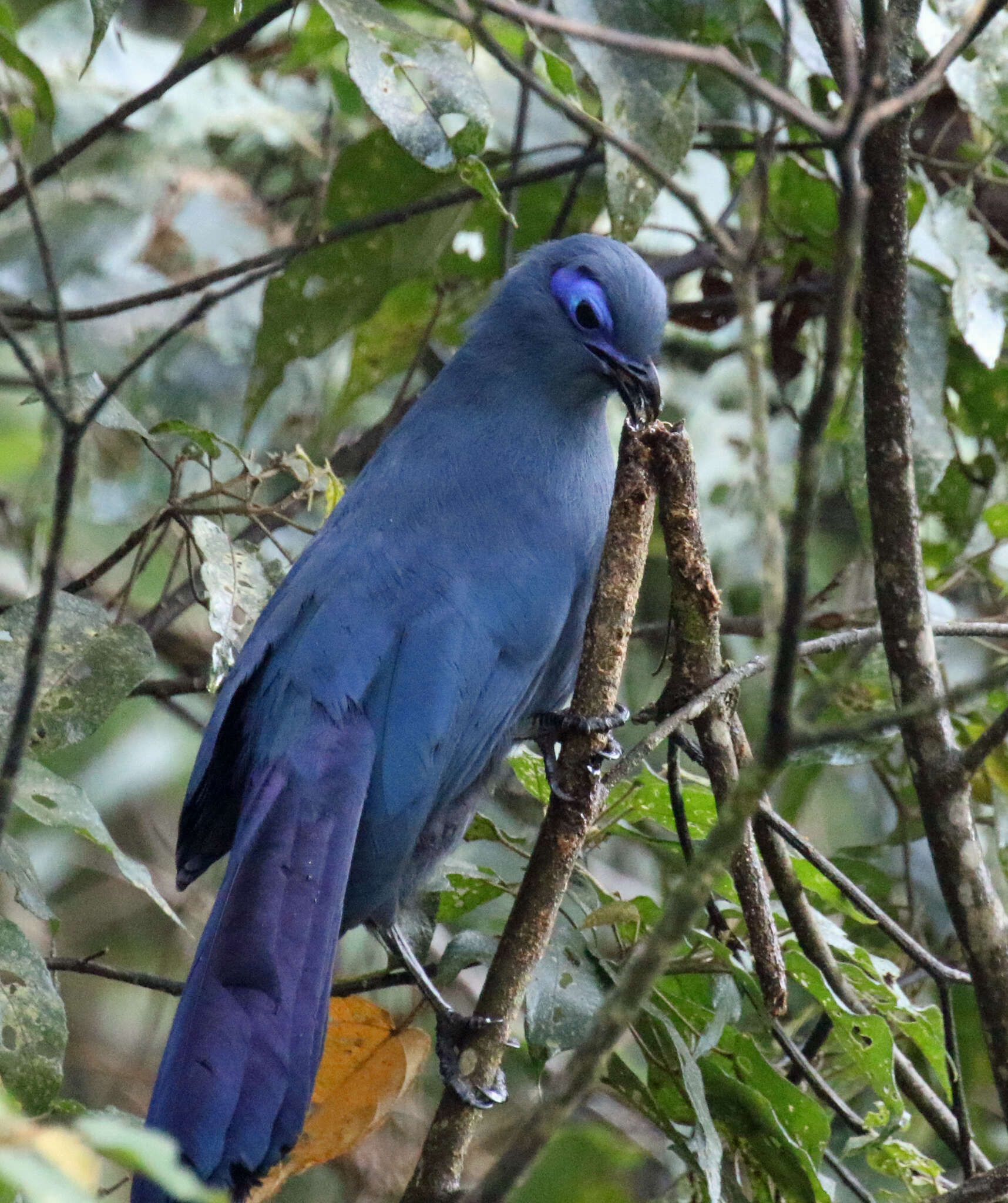 Image of Blue Coua