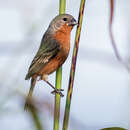 صورة Sporophila minuta minuta (Linnaeus 1758)