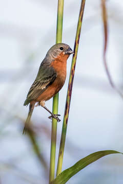 صورة Sporophila minuta minuta (Linnaeus 1758)