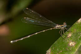 Image of Episynlestes cristatus Watson & Moulds 1977