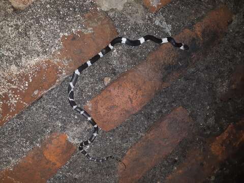 Image of Malayan Banded Wolf Snake