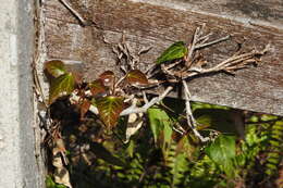 Image of Hedera rhombea var. formosana (Nakai) H. L. Li