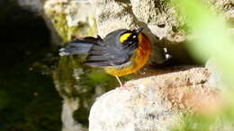 Image of Fan-tailed Warbler