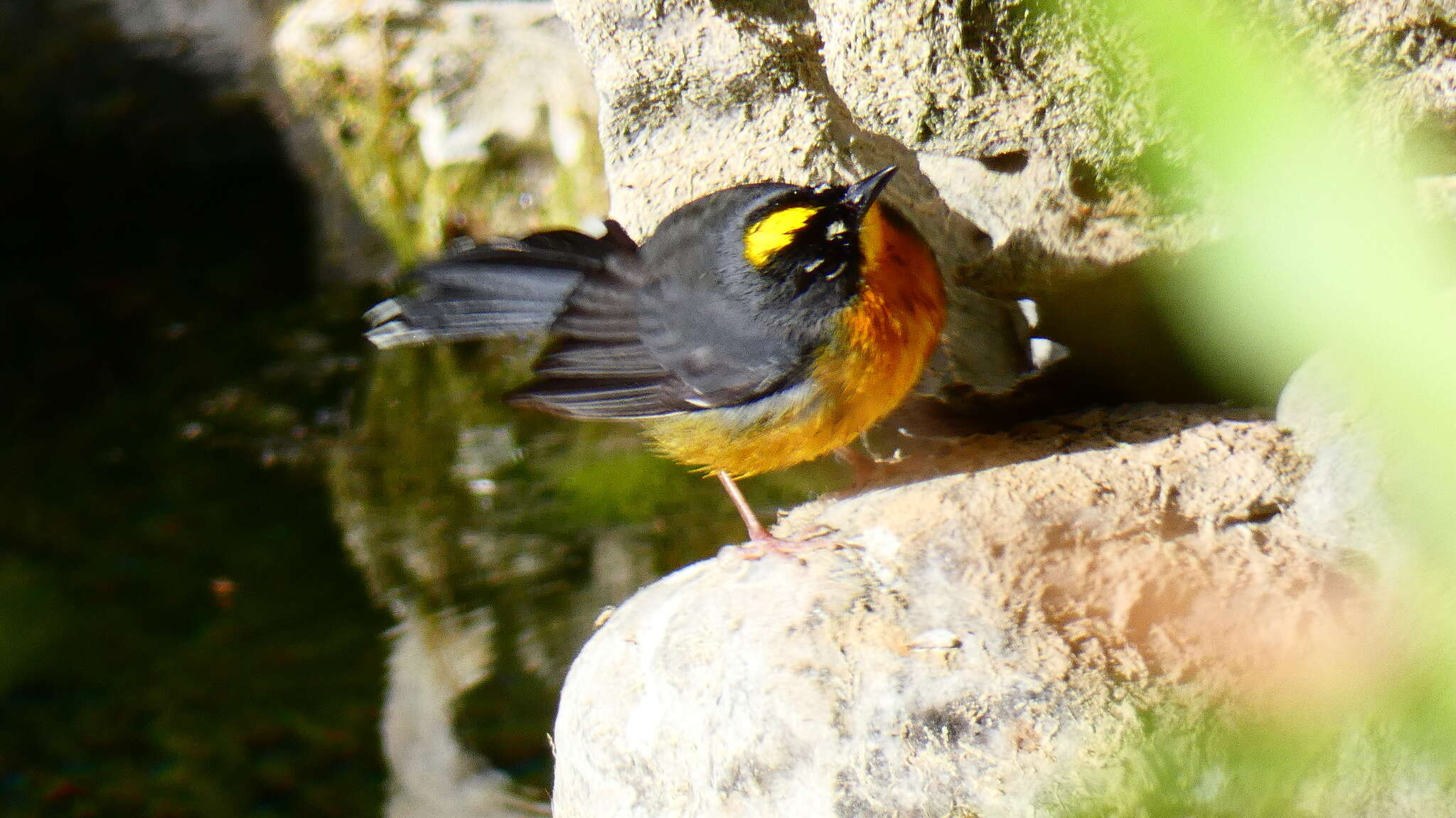 Image of Fan-tailed Warbler