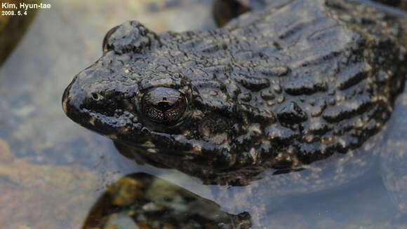 Image of Imienpo Station frog