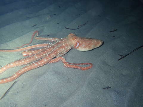 Image of Whitespot octopus