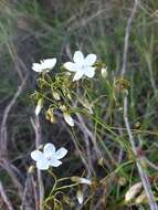 Image of Drosera pallida Lindl.