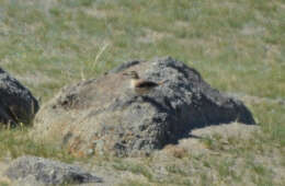 Image of Henderson's Ground Jay