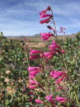 Image of desert penstemon