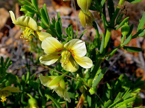 Image of Roepera fulva (L.) Beier & Thulin