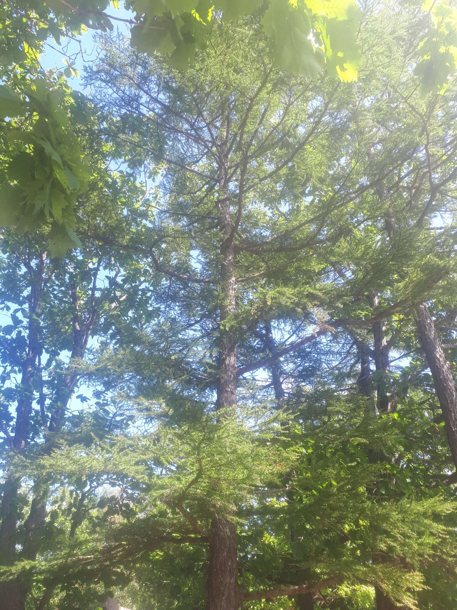 Image of Larix gmelinii var. olgensis (A. Henry) Ostenf. & Syrach