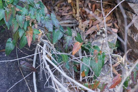 Image of Arizona milkvine