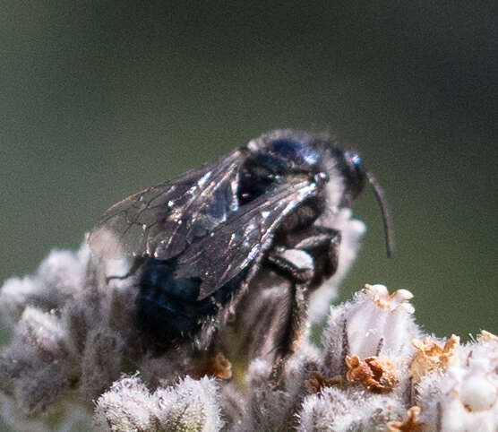 Image de Andrena cerasifolii Cockerell 1896