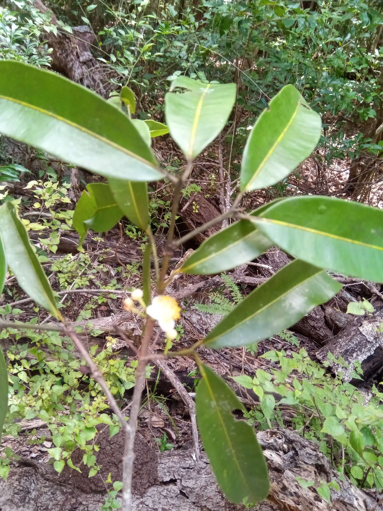 صورة Mammea punctata (H. Perrier) P. F. Stevens