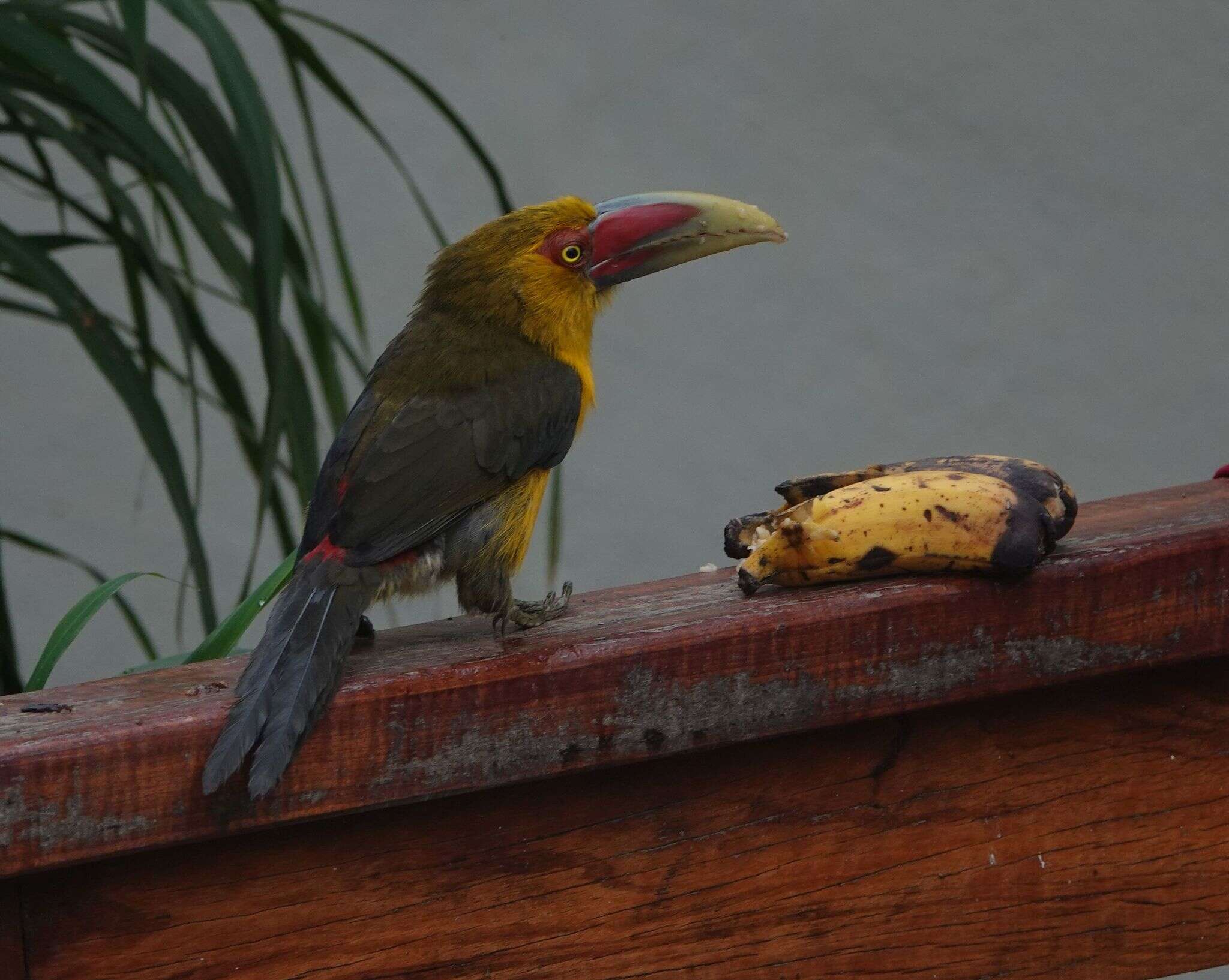 Image of Saffron Toucanet