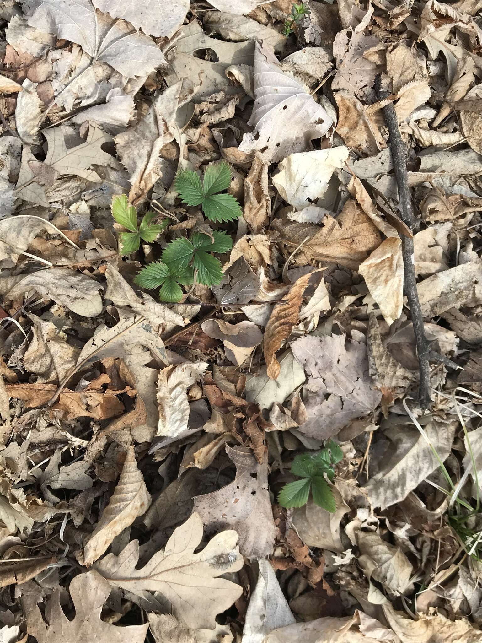 Image of woodland strawberry