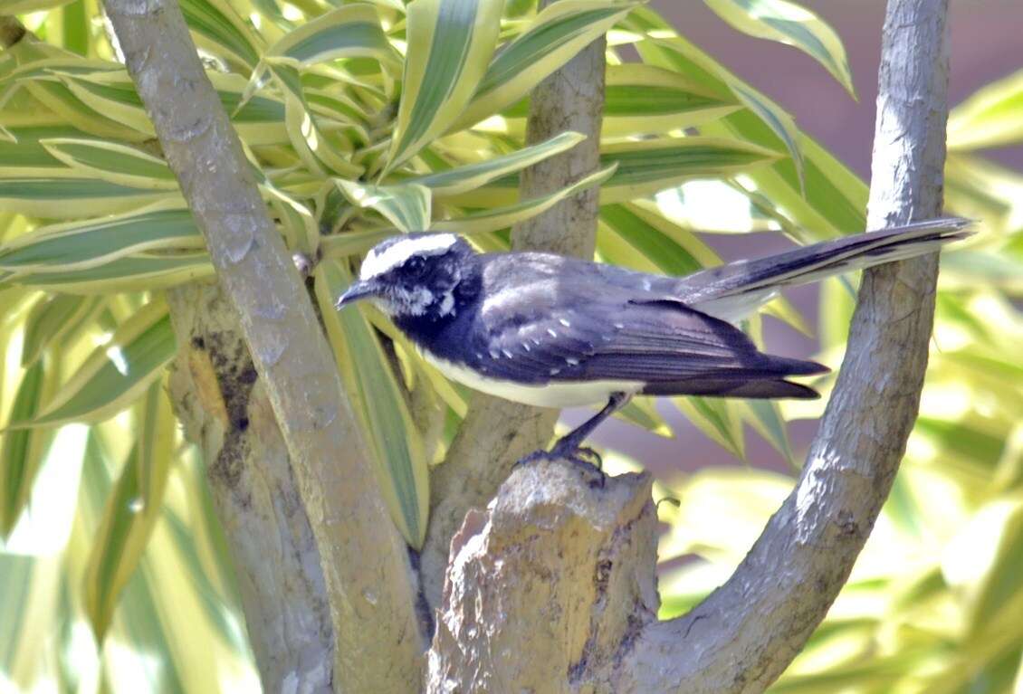 Image of White-browed Fantail