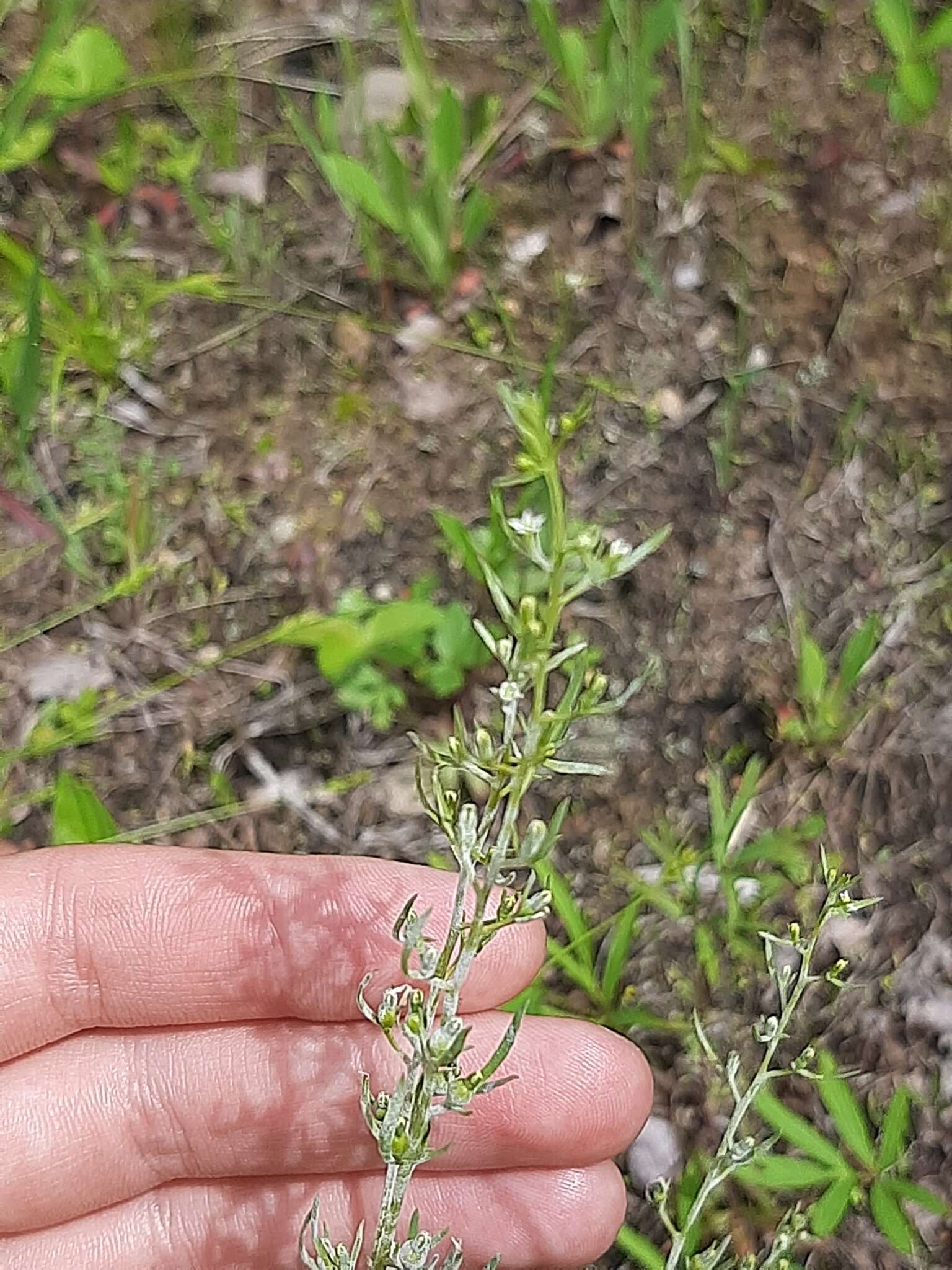 Image of Thesium chinense Turcz.