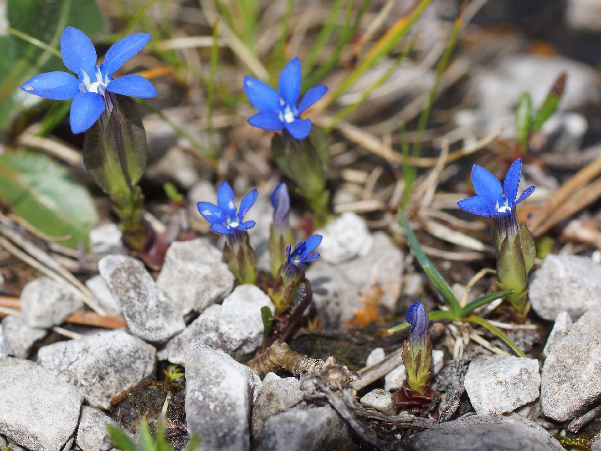 Image of Gentiana utriculosa L.