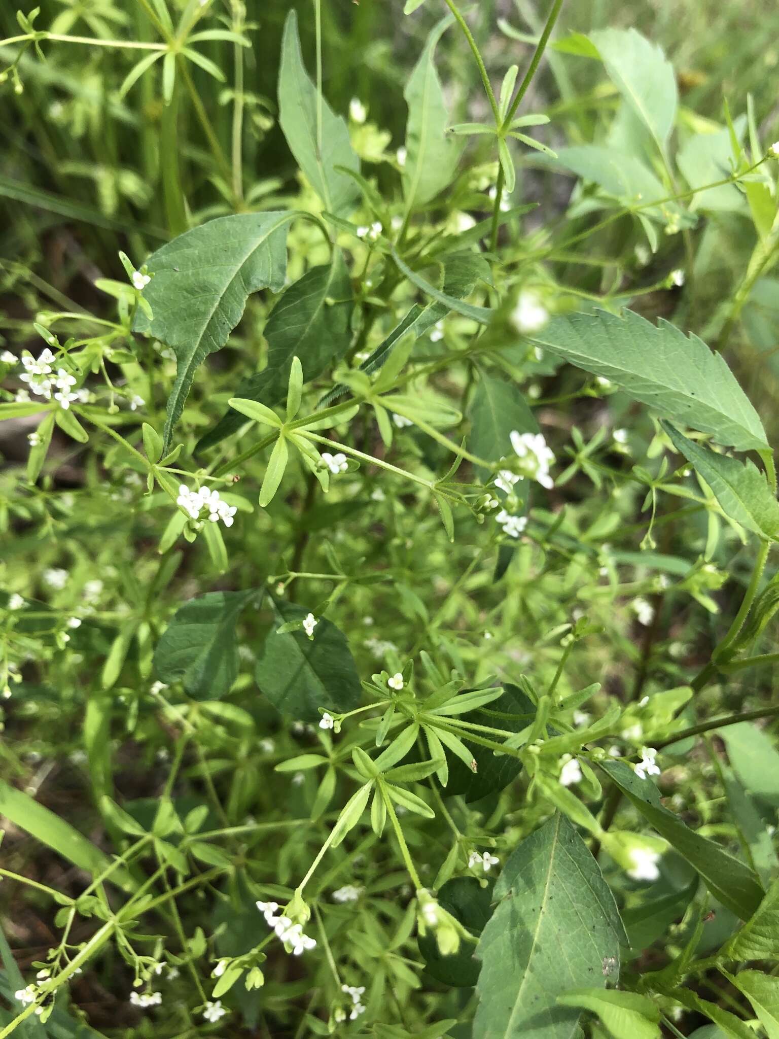 Plancia ëd Galium obtusum Bigelow