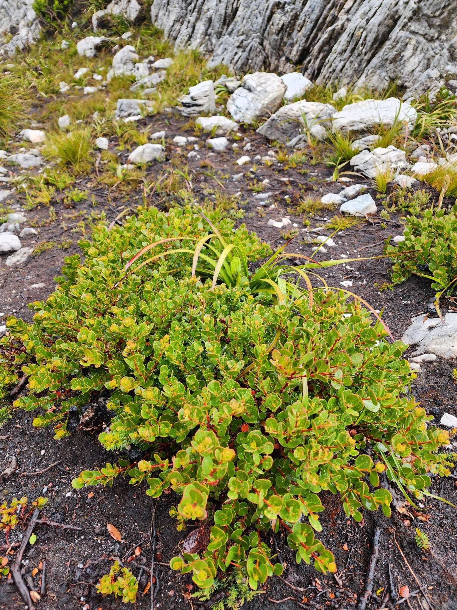 Image of Eucalyptus vernicosa Hook. fil.