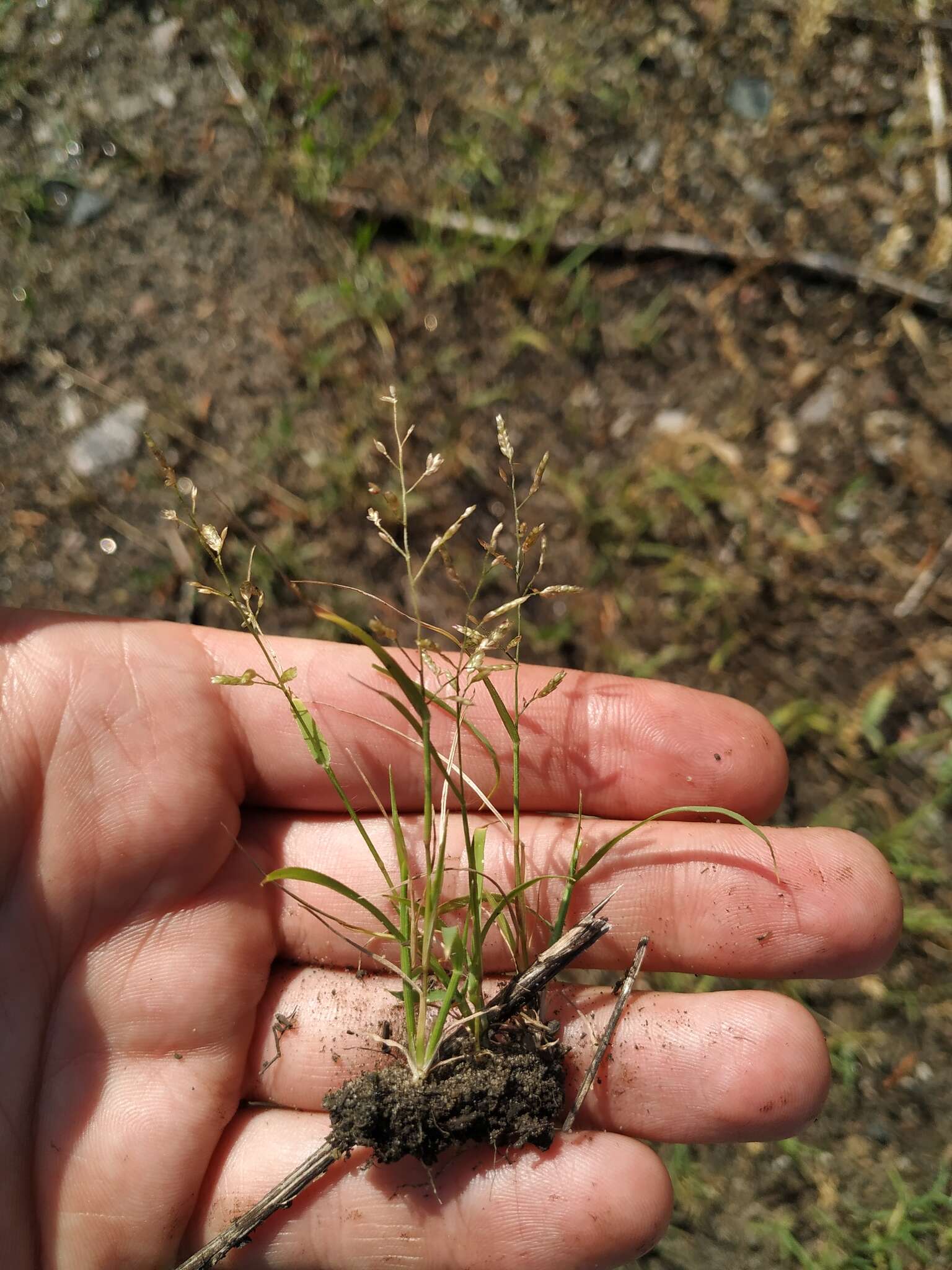 Image of small love grass