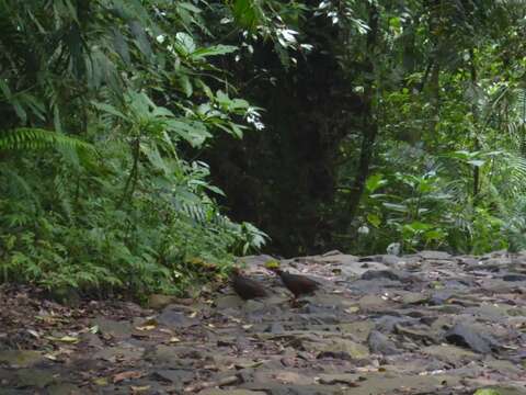 Image of Chestnut-bellied Partridge