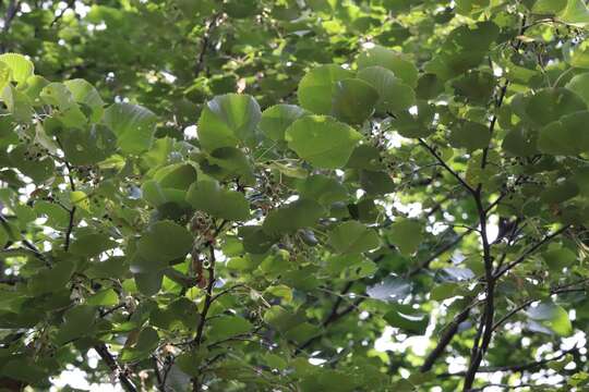 Image of Manchurian lime